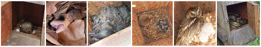 Corujas, cuícas, cobras e até morcegos já foram encontrados dentro das caixas — Foto: Divulgação Projeto Periquito Cara-suja