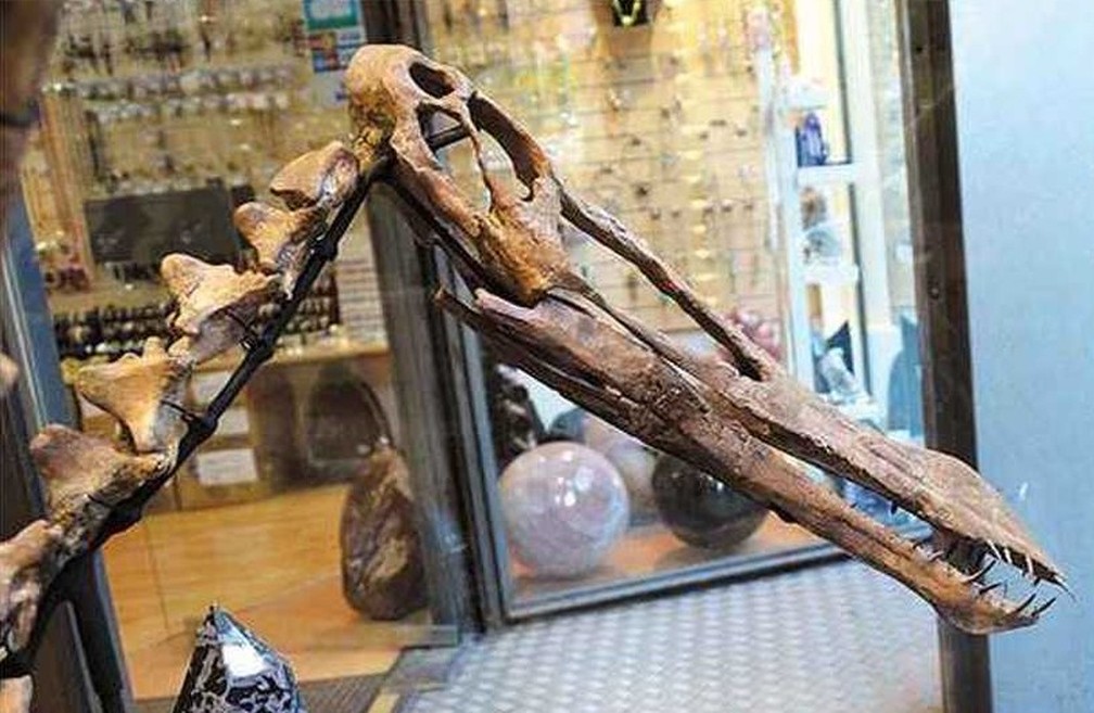 FÃ³ssil de pterossauro que estava Ã  venda na internet e foi exportado de maneira ilegal, segundo o MPF â Foto: ReproduÃ§Ã£o