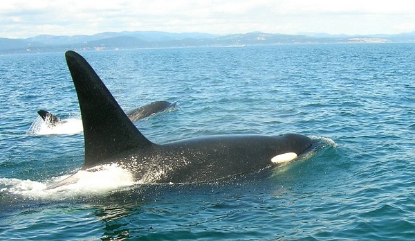 Mamãe orca e seu filhote, a espécie é da mesma família dos golfinhos (Foto: S.E.Ingraham / Wikimedia Commons / CreativeCommons)