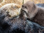 Nascimento de lontra surpreende funcionários de aquário na Califórnia
