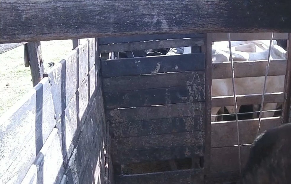 Polícia Civil de Santa Cruz do Rio Pardo vai investigar furtos de gado em cidades da região — Foto: Reprodução/TV TEM