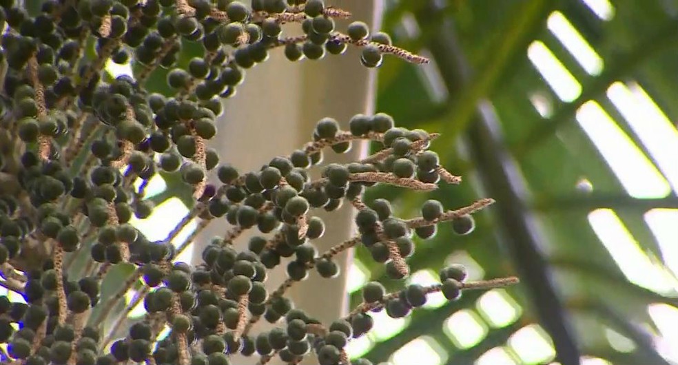 Sementes da Amazônia, como o açaí, mudaram a vida de ribeirinhos — Foto: Reprodução/Rede Amazônica