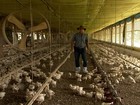 Criadores de frango comemoram a recuperação do setor em todo país