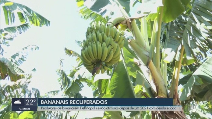 Produtores de bananas comemoram recuperação de lavouras após geadas e queimadas em Delfinópolis, MG | Sul de Minas | G1