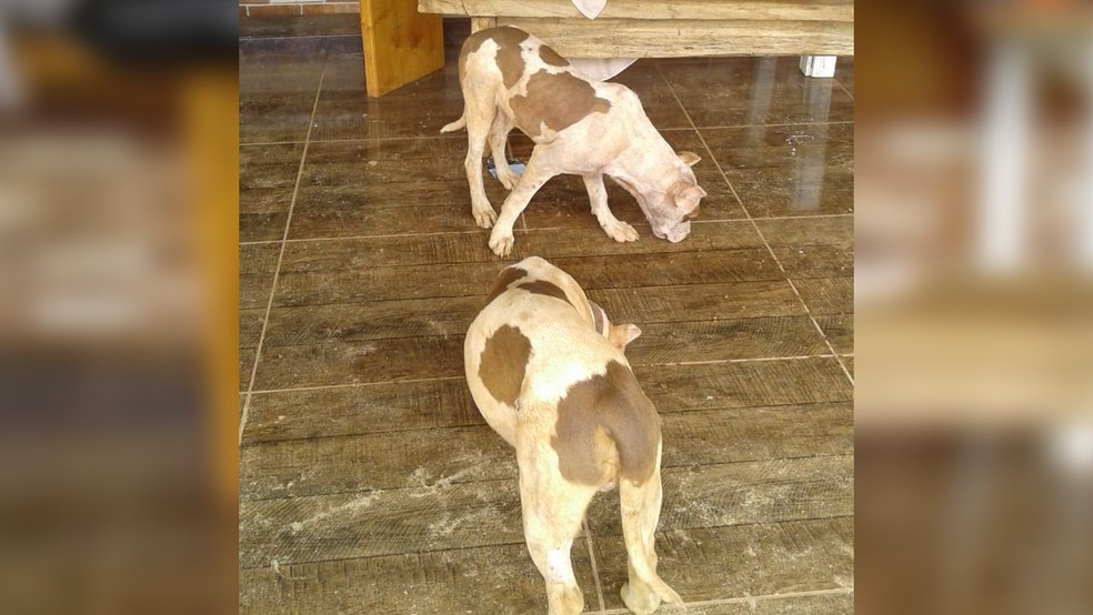 Polícia ainda não sabe de quem são os cães, mas investigação vai apurar detalhes. — Foto: Divulgação/Polícia Civil