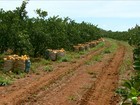 Altas temperaturas e pouca chuva prejudicam a colheita da laranja