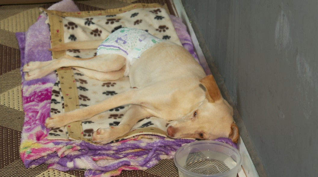 Cadela com paralisia abandonada em SP e adotada por protetora morre de cinomose