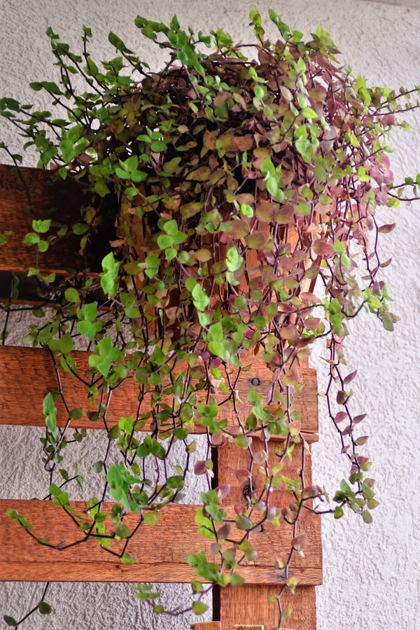 Suspended a vase filled with the leaves of Callisia repens (Foto: Getty Images/iStockphoto)