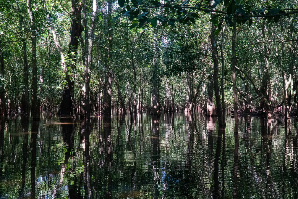Pantanal matogrossense  Foto: Eduardo Palacio/G1