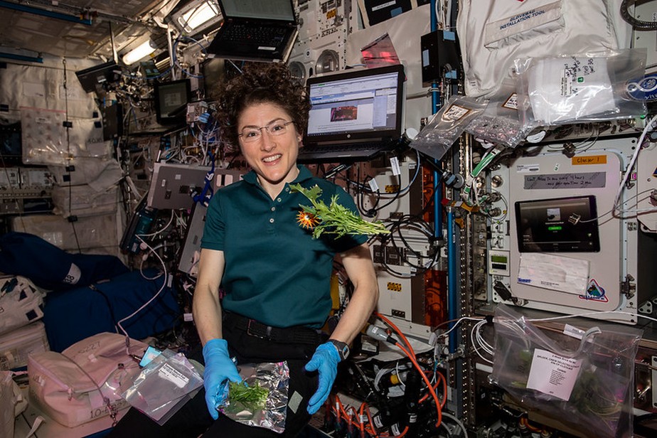 A astronauta da Nasa Christina Koch coleta e embala folhas de mostarda Mizuna cultivadas e colhidas dentro da instalação de botânica Veggie da Estação Espacial Internacional (ISS)