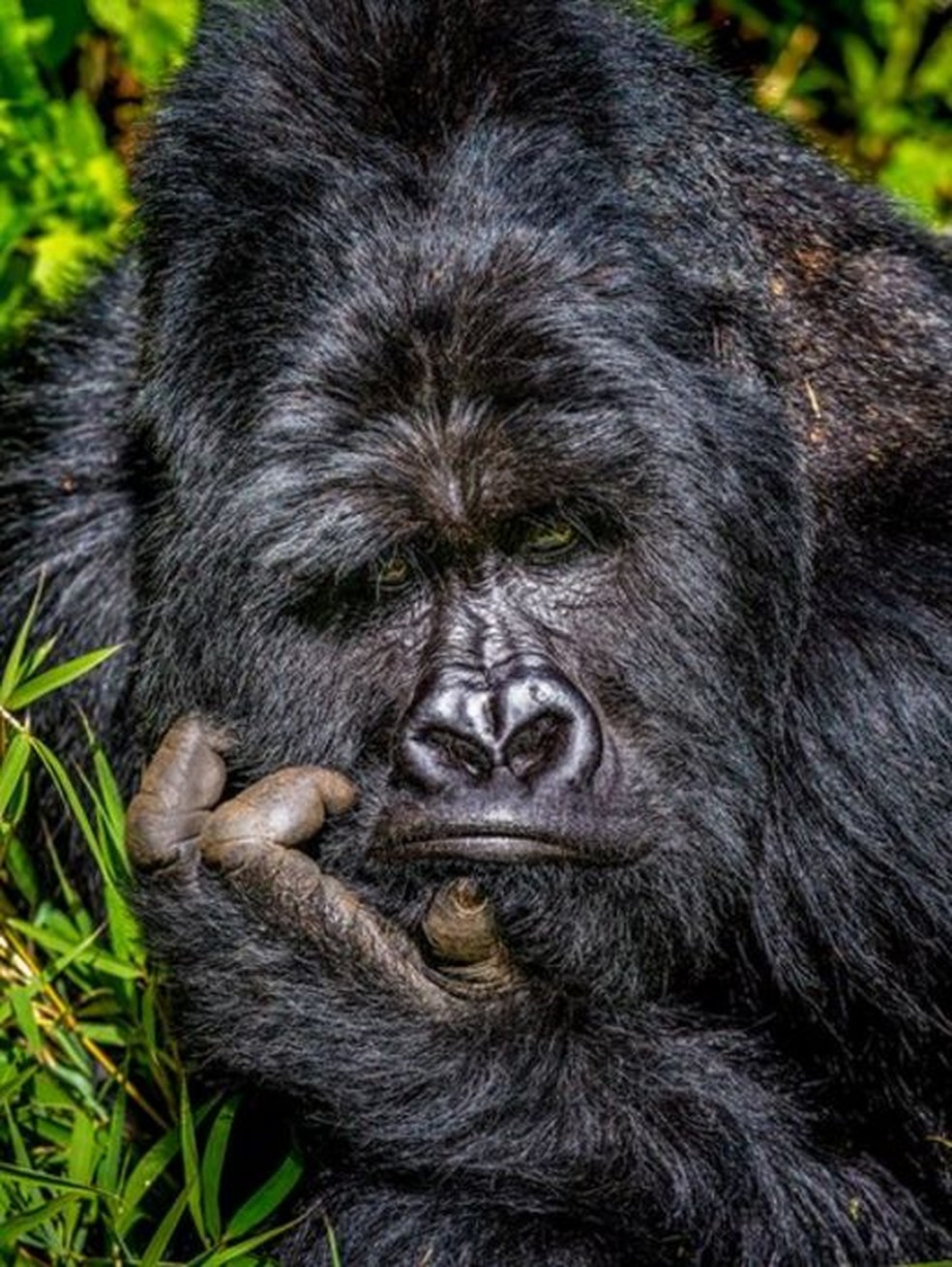 'Entediado', este gorila foi retratado no Parque Nacional de Uganda — Foto: MARCUS WESTBERG/COMEDY WILDLIFE PHOTOGRAPHY AWARDS via BBC