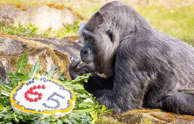 O gorila de 65 anos já ultrapassou a expectativa de vida para a espécie que é de 50 anos (Foto: GWR / Reprodução)