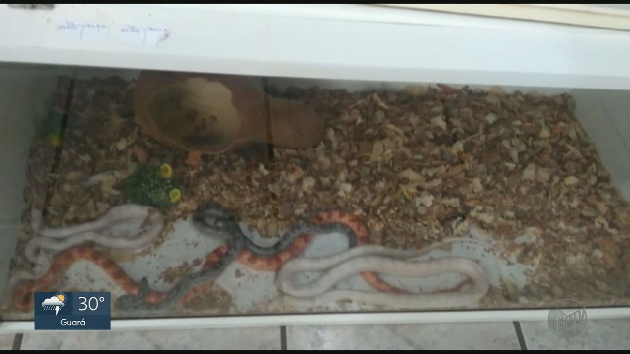 Polícia apreende cobras e sagui dentro de casa em Franca, SP