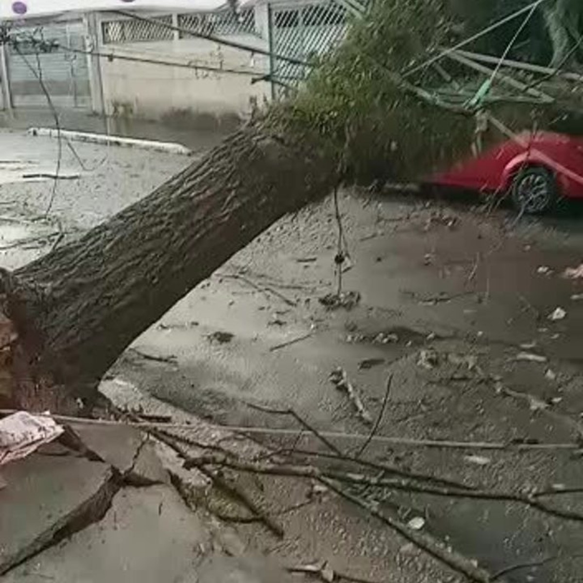 Forte Chuva Provoca Mais De Chamados Para Queda De Rvores Na