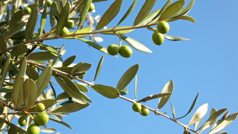 oliveiras-planta-azeite-azeitona (Foto: Stew Dean/CCommons)