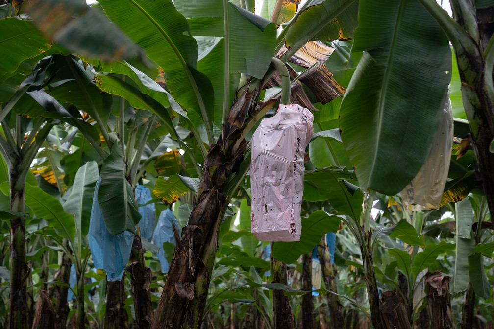Cachos de bananas ensacadas no pé para proteger contra atacantes — Foto: Marcelo Brandt / g1