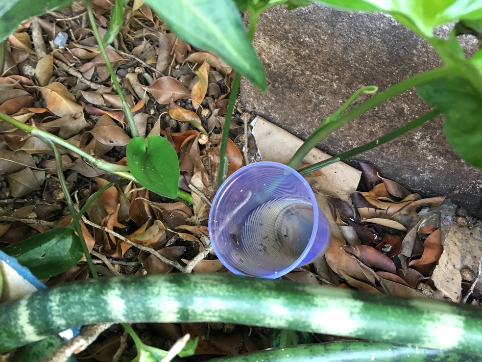 Copo plástcio com acúmulo de água (Foto: Valmir Cusrtódio/G1)