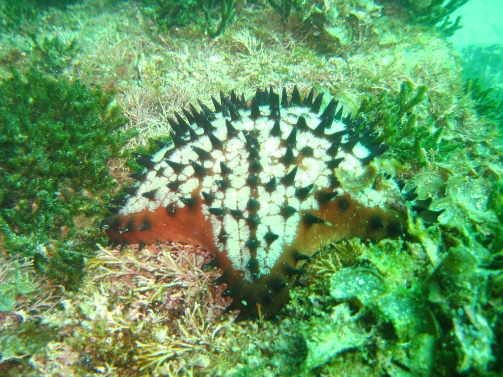 Espécie de estrela-do-mar Nidorellia armata (Foto: Wikimedia Commons )