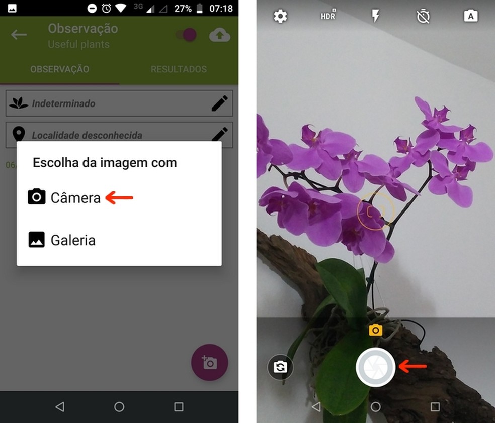 Aplicativo Para Identificar Plantas Por Foto Veja Como Usar O Plantnet Produtividade Techtudo