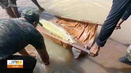 Pirarucu encontrado no lago do Parque do Cesamar é transferido para rio