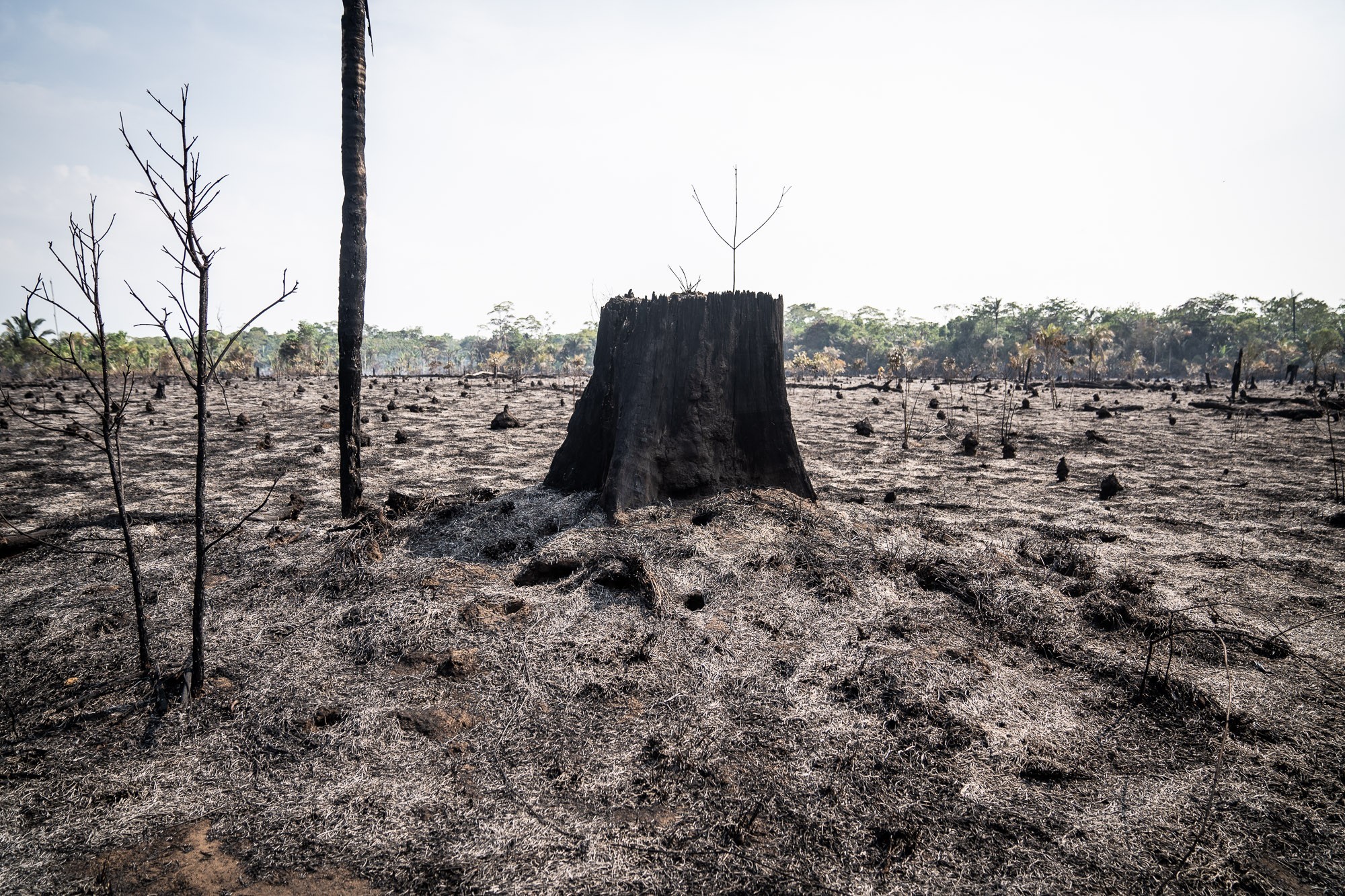 Focos de queimadas em Rondônia recuam quase 40% nos últimos 4 anos, aponta Inpe thumbnail
