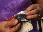 Polícia distribui semente de planta que ajuda no combate ao Aedes aegypti