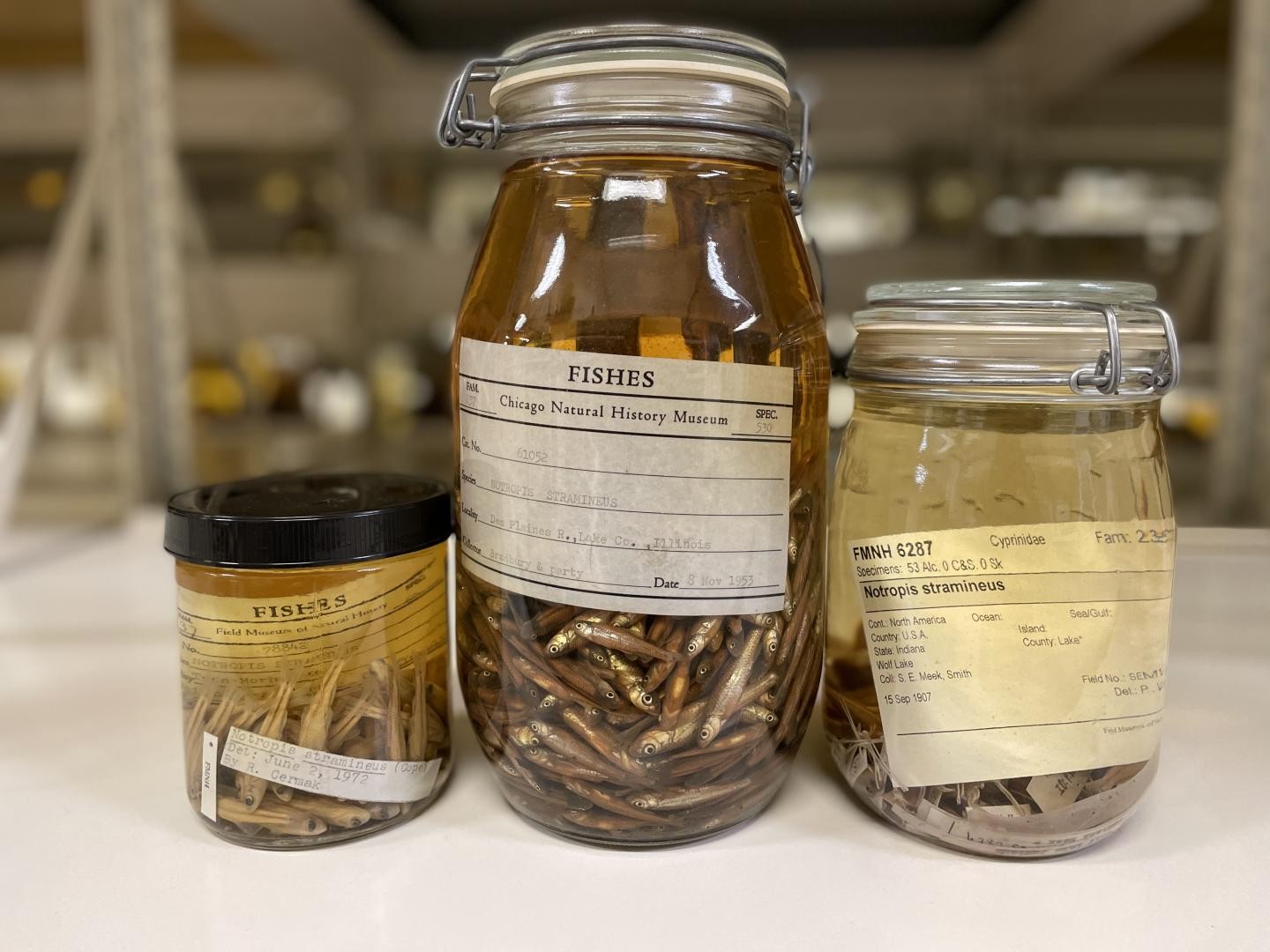 Espécies de peixes preservadas em museu revelaram acúmulo de microplásticos no trato digestivo dos animais (Foto: Kate Golembiewski/Museu Field)
