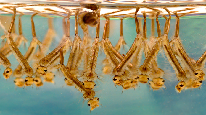 Saiba Como Identificar As Larvas Do Mosquito Da Dengue E Combate Las Em Casa Maxima Protecao Nao Custa Caro G1