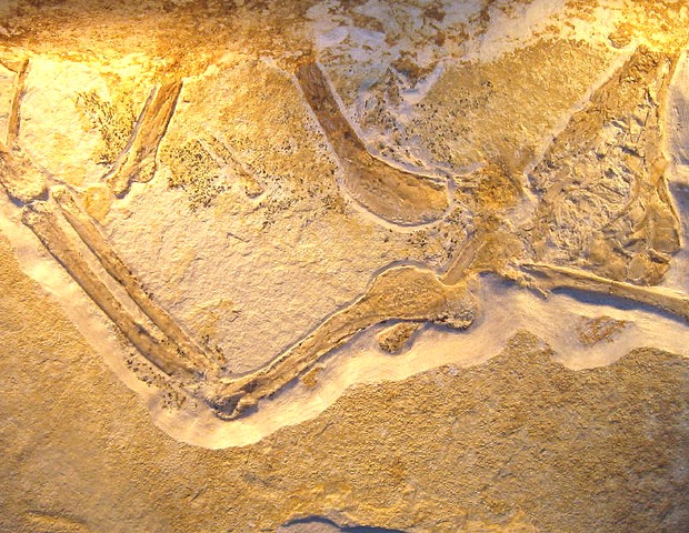 Parte do esqueleto do Archaeopteryx albersdoerferi encontrado em 1990 na Alemanha, mas que só foi liberado para estudo em 2009 (Foto: Wikkimedia / H. Raab)