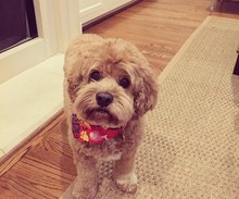 Tate - o cachorro de Paloma (Foto: Reprodução/Instagram)