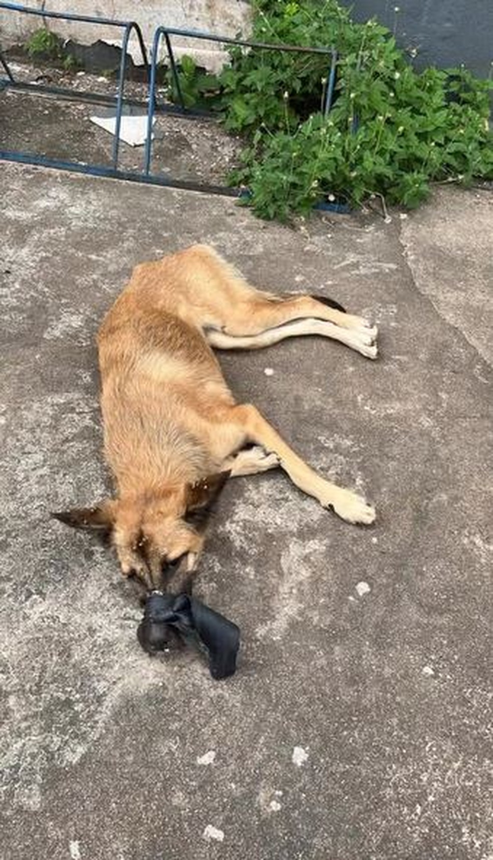 Cachorro com o focinho amarrado em Boa Vista — Foto: Arquivo pessoal
