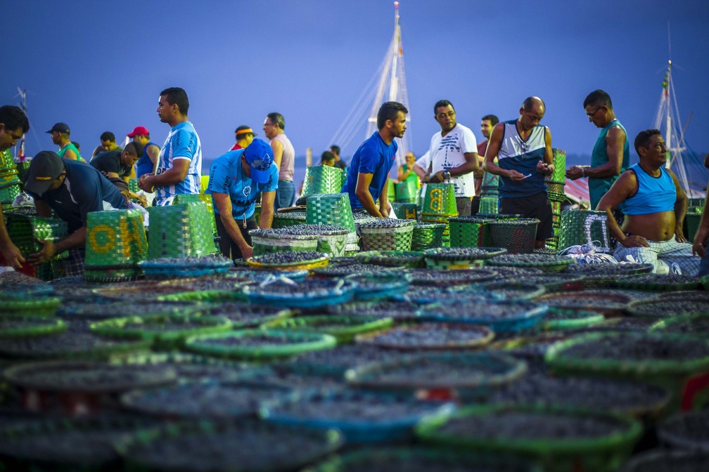 Cerca de 35% do açaí produzido no Pará vai para outros estados do Brasil. — Foto: Tarso Sarraf/ G1