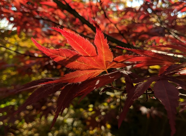 A espécie Acer é uma árvore típica do outono, popular por suas folhas avermelhadas (Foto: Unsplash / Nervewax / Creative Commons)