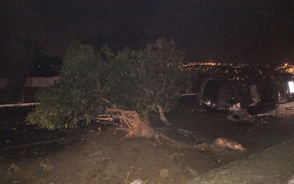 Árvore foi arrancada pelo impacto, em Goiânia, Goiás (Foto: Divulgação/Polícia Civil)