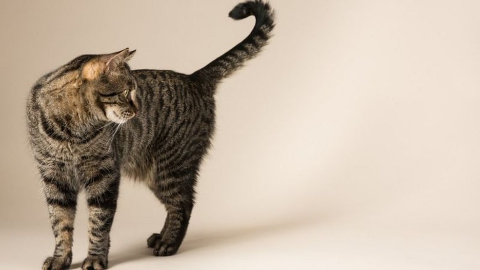 A cauda traz muitas vantagens no mundo animal. Em alguns mamíferos, como os gatos, ajuda no equilíbrio — Foto: GETTY IMAGES via BBC Brasil