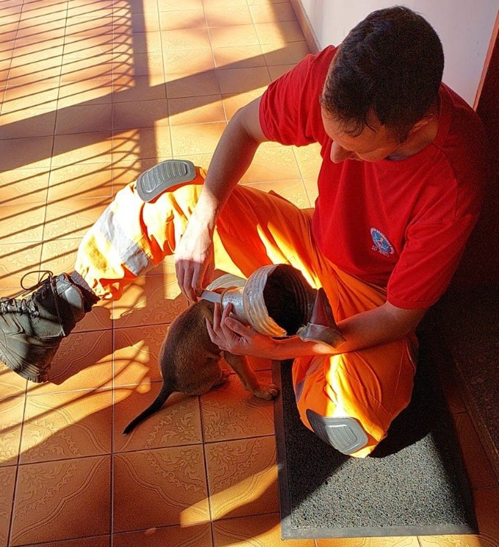 Filhote cachorro cabeça presa leiteira Iturama 23-08-2022 — Foto: Corpo de Bombeiros/Divulgação