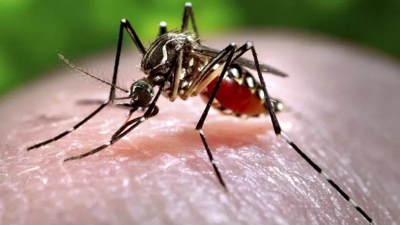 Zika é transmitido pelo mosquito Aedes aegypti, que é mais ativo durante o dia (Foto: SPL via BBC News)