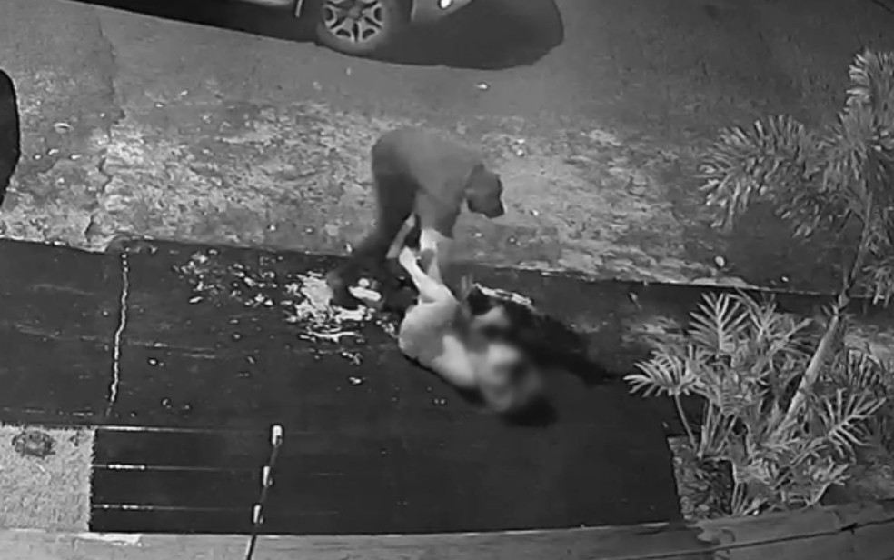 Homem é filmado agredindo mulher durante tentativa de assalto, em Jataí — Foto: Reprodução/Câmeras de segurança