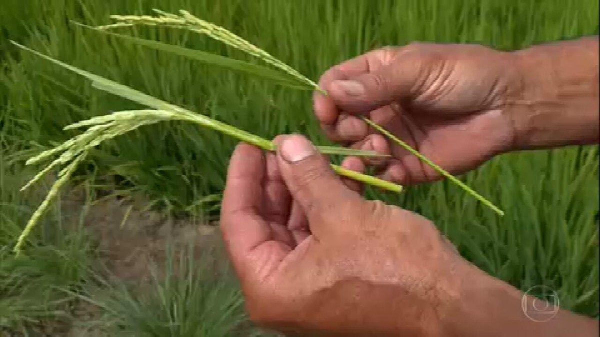 Produção de arroz no RS é comprometida pela seca thumbnail