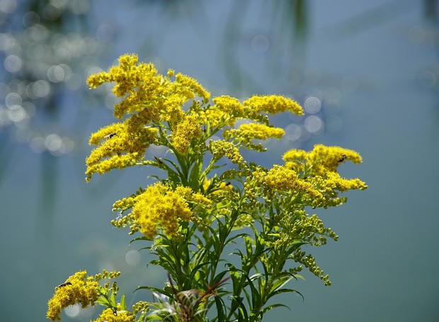 A flor tango (solidago canadensis) tem uma bele coloração amarela que alegra qualquer jardim (Foto: Pixabay /JehnningBeautyOfNature/ CreativeCommons)