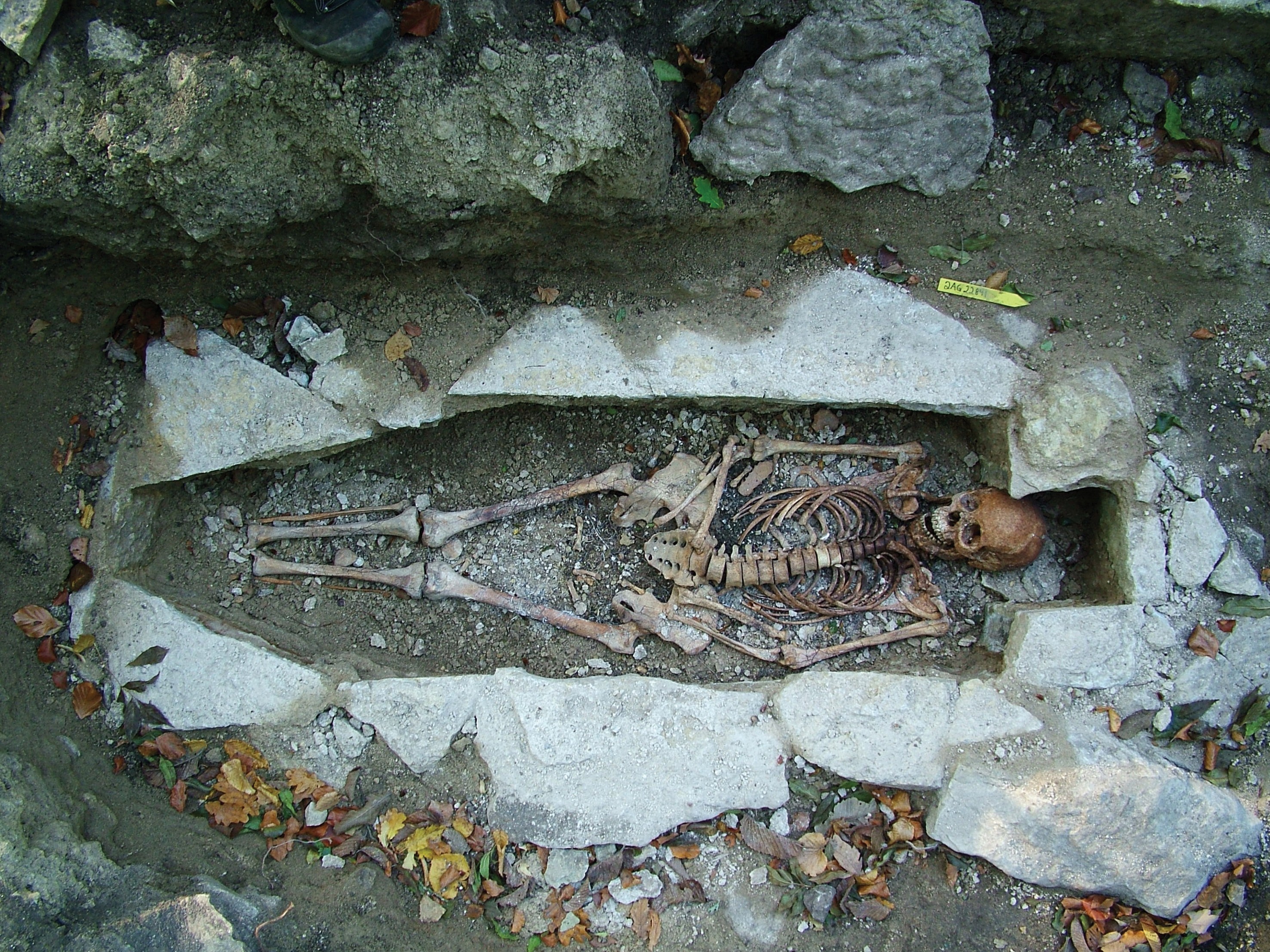 Esqueleto de mulher encontrada em Varnhem, Suécia (Foto: Västergötlands museum)