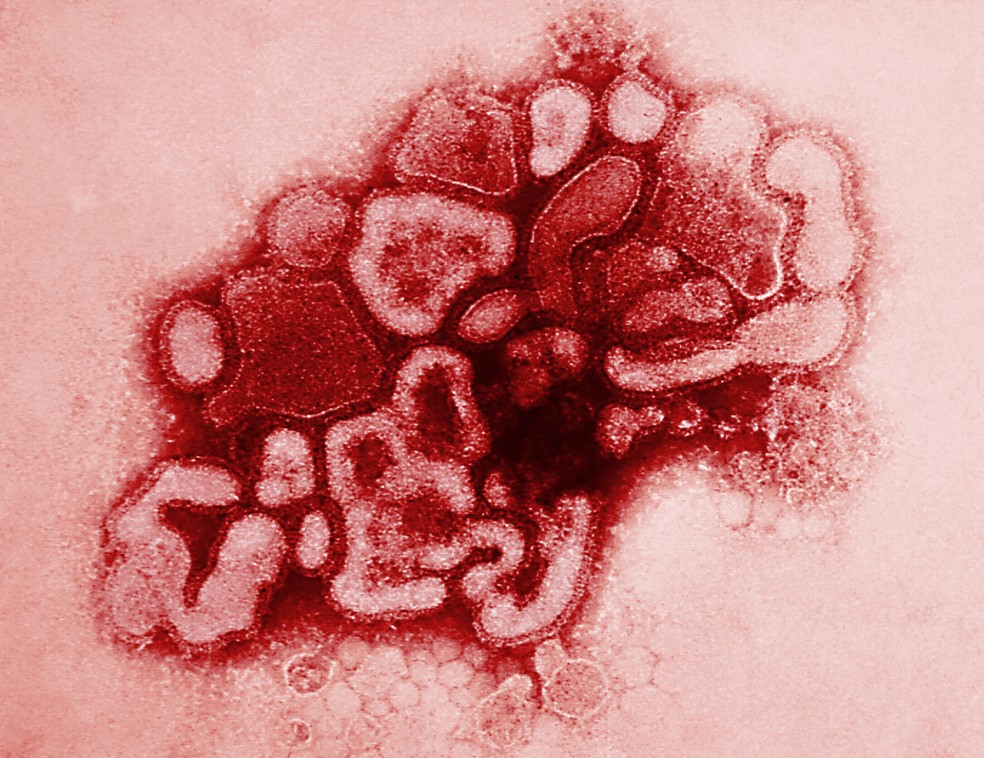 Vírus da gripe espanhola de 1918 — Foto: CDC/Phanie/AFP/Arquivo