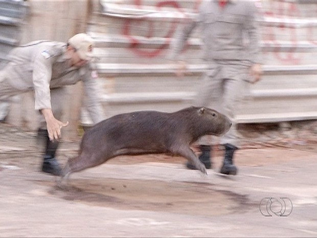 220 melhor ideia de capivara  capivara, capivaras, fotos de capivara