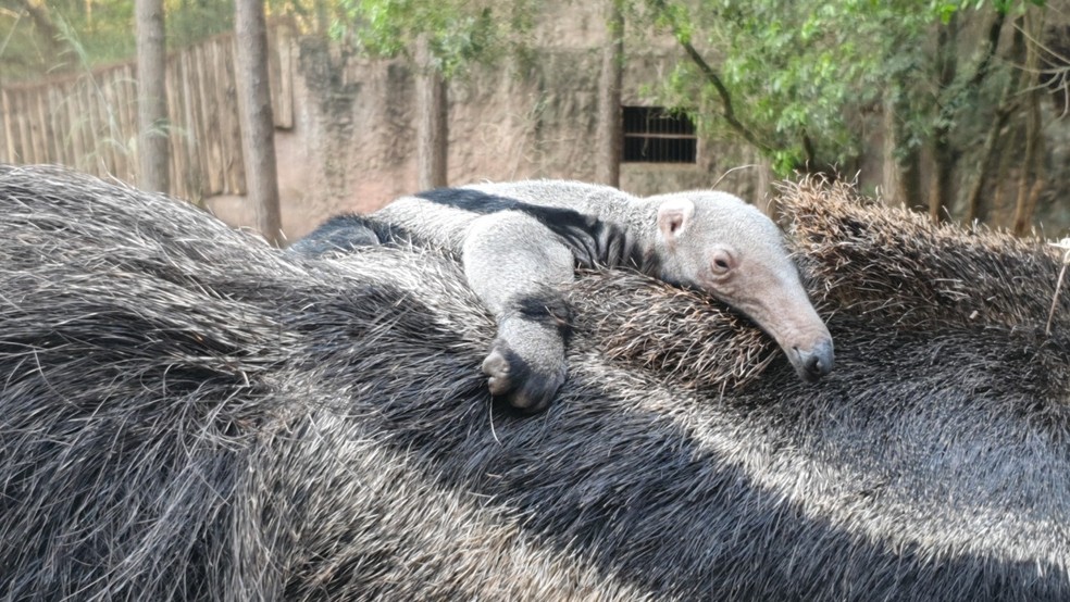 Nasce filhote de tamanduá-bandeira em zoológico de Itatiba — Foto: Divulgação/Zooparque Itatiba