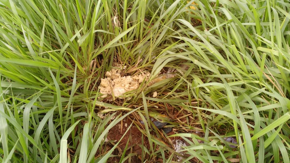 Restos orgânicos foram encontrados em meio à mata — Foto: Polícia Civil