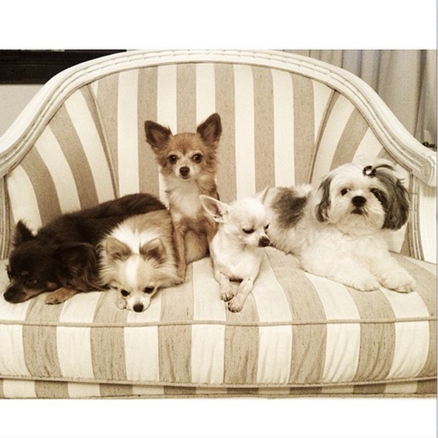 cachorros ana hickmann (Foto: Reprodução/Instagram)