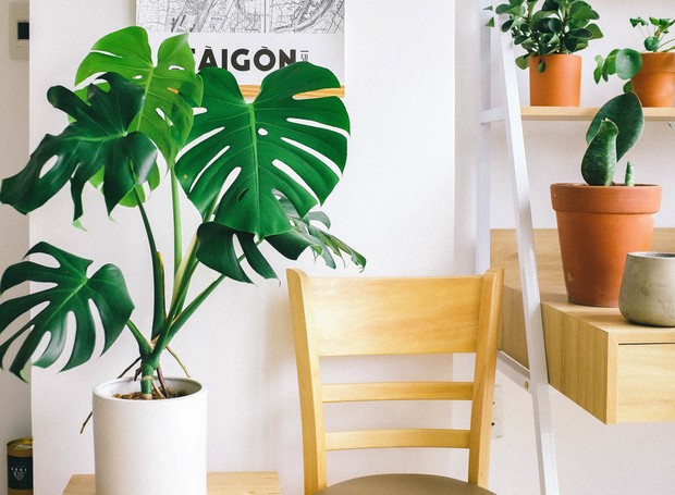 Ter plantas em casa proporciona calma e aconchego (Foto: Pexels / Huy Phan / CreativeCommons)
