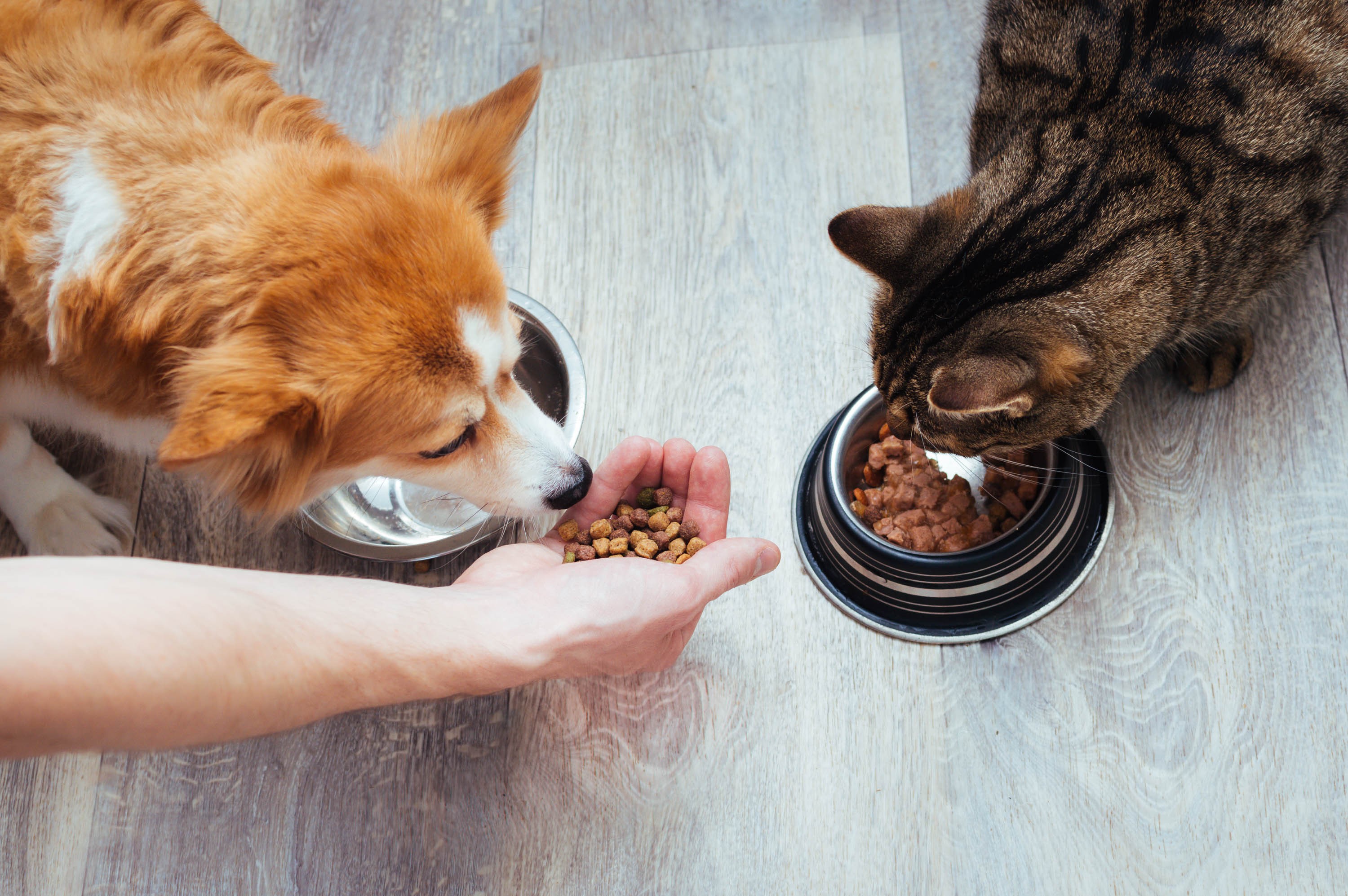 Os gatos são estritamente carnívoros, portanto precisam de mais proteína do que carboidratos, quando comparado a cães.  (Foto: GettyImages/CreativeCommons)