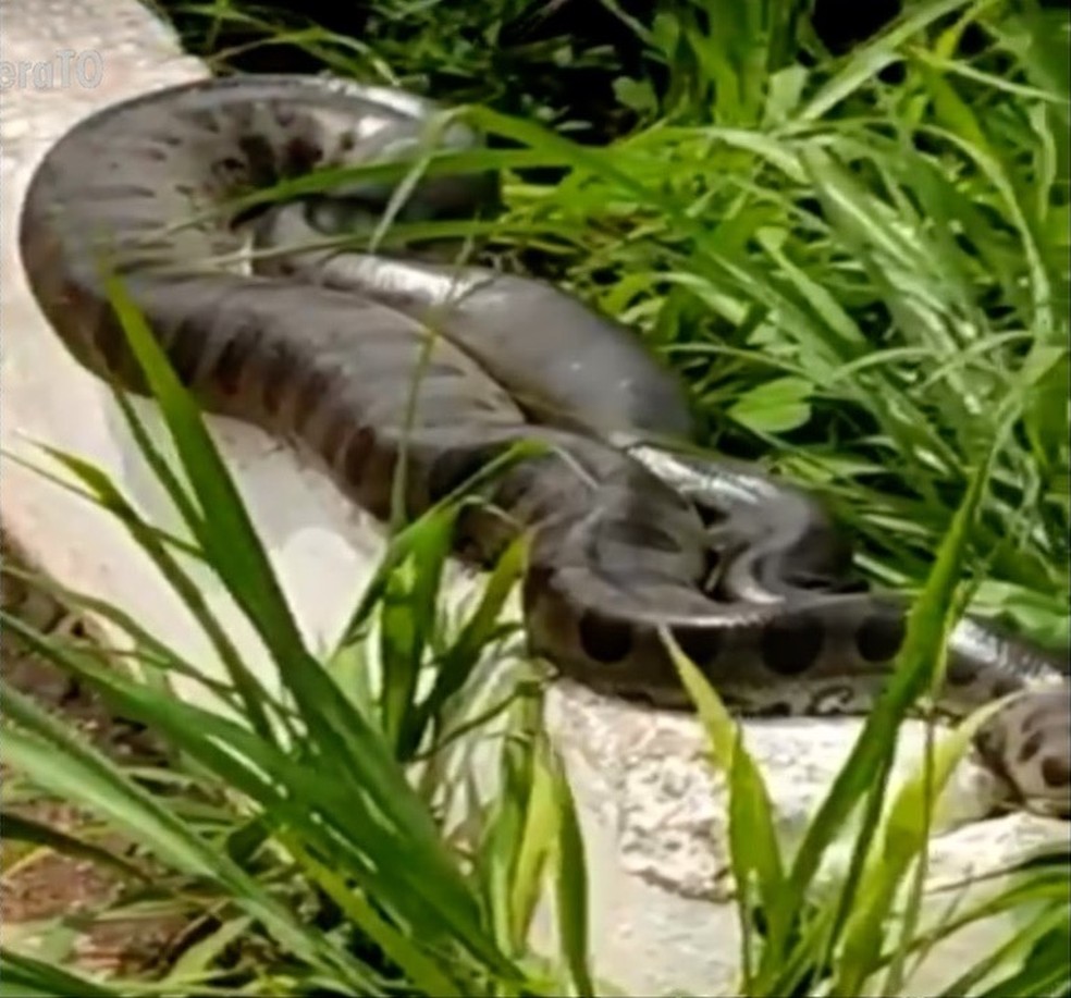 Cobras aparecem em ponte e assustam moradores — Foto: Reprodução/TV Anhanguera
