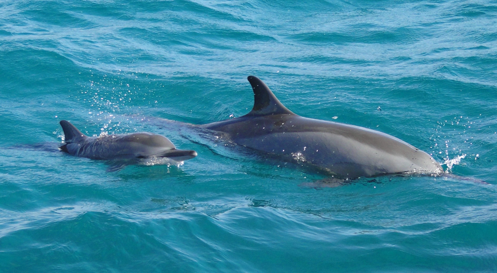 Pesquisadores registram ciclo reprodutivo dos golfinhos em Fernando de Noronha thumbnail